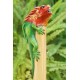 Bamboo Incense Iguana Holder Red With Green Body