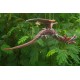 Brown Dragon Mobile