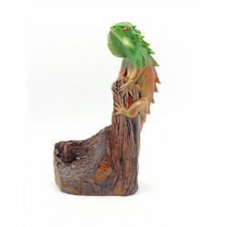 Iguana Lizard Perched on Teak Root