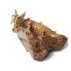 Teak Water Dragon Sculpture
