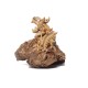 Teak Water Dragon Sculpture