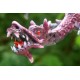 Purple Dragon Mobile