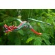 Red and Green Dragon Mobile