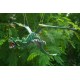 Green Dragon Mobile
