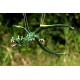 Green Dragon Mobile