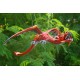Red and Orange Dragon Mobile