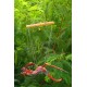 Red and Orange Dragon Mobile