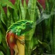 Bamboo Incense Iguana Holder Green with a Red Body