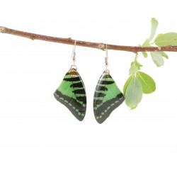 Real Butterfly Wing Green Tail Earrings 