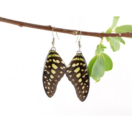 Real Butterfly Wing Graphuim Agamemnon Earrings