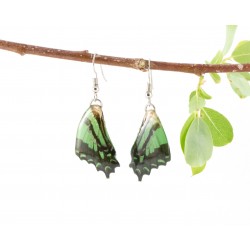 Real Green Tiger Back Tail Butterfly Wing Earrings