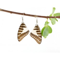 Real Butterfly Wing Pathysa Antiphates Earrings