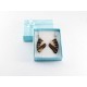 Real Butterfly Wing Pathysa Antiphates Earrings