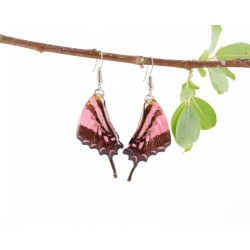 Real Butterfly Wing Pink Swallow Tail Earrings 