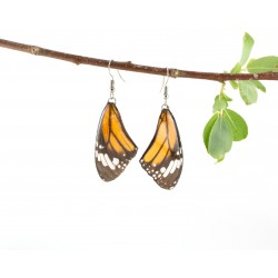 Real Butterfly Wing Monarch Forewing Earrings