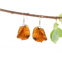 Real Butterfly Wing Natural Brown Swallow Tail Earrings