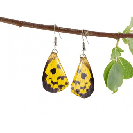 Real Butterfly Wing Speckled Yellow Earrings