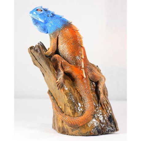 iguana 1