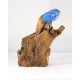 Iguana Indigo Blue Sunset Orange Crawling Teak