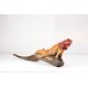 Iguana Reptile Crimson Red with Sunset Orange Body