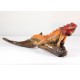 Iguana Reptile Crimson Red with Sunset Orange Body