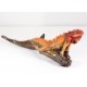 Iguana Reptile Crimson Red with Sunset Orange Body