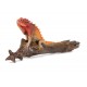 iguana 3