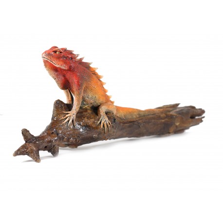iguana 3