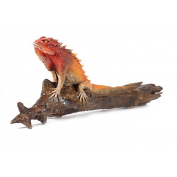 Iguana Rusty Fox Red 