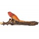Iguana Rusty Fox Red 