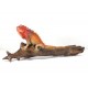 Iguana Rusty Fox Red 