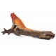 Iguana Rusty Fox Red 