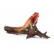 Iguana Rusty Fox Red 
