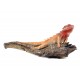 Crawling Maroon Red Iguana 