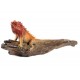 Crawling Maroon Red Iguana 