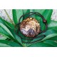 Coconut Shell Change Purse 