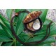 Coconut Shell Change Purse 
